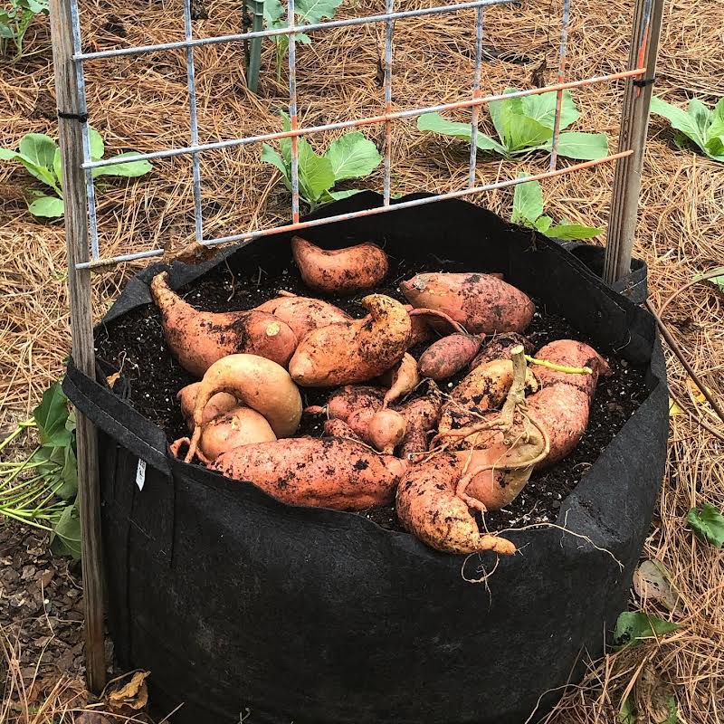 ROOT POUCH